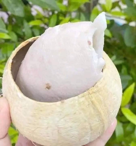 มะพร้าวเผา Roasted Coconut