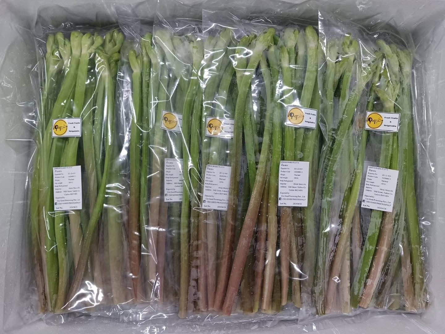 ผักก้านจอง 180 กรัม / Yellow Velvet Leaves (Kan jong) 180g