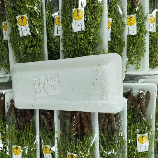 ดอกสะเดามัน 100 กรัม / Neem Flower 100 g