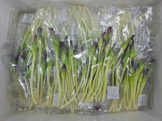 ดอกกระเจียว 200 กรัม / Siam Tulip flower 200g